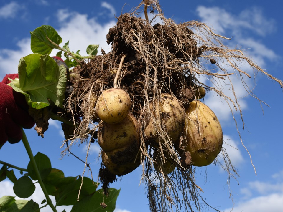 Twinner aardappels aan plant - yield
